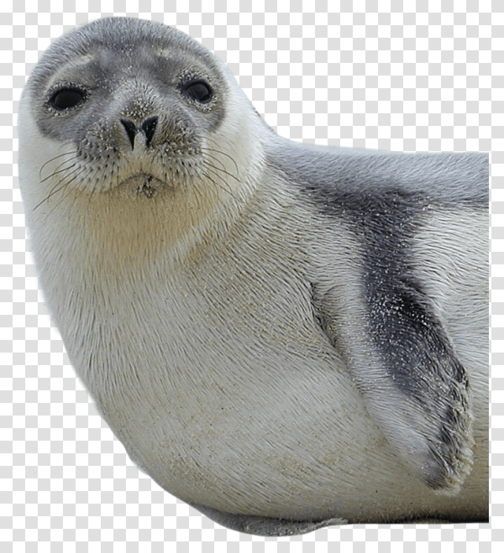 Download Harbor Seal Images New Hampshire State Sea Animal, Mammal, Sea Life, Sea Lion, Bear Transparent Png