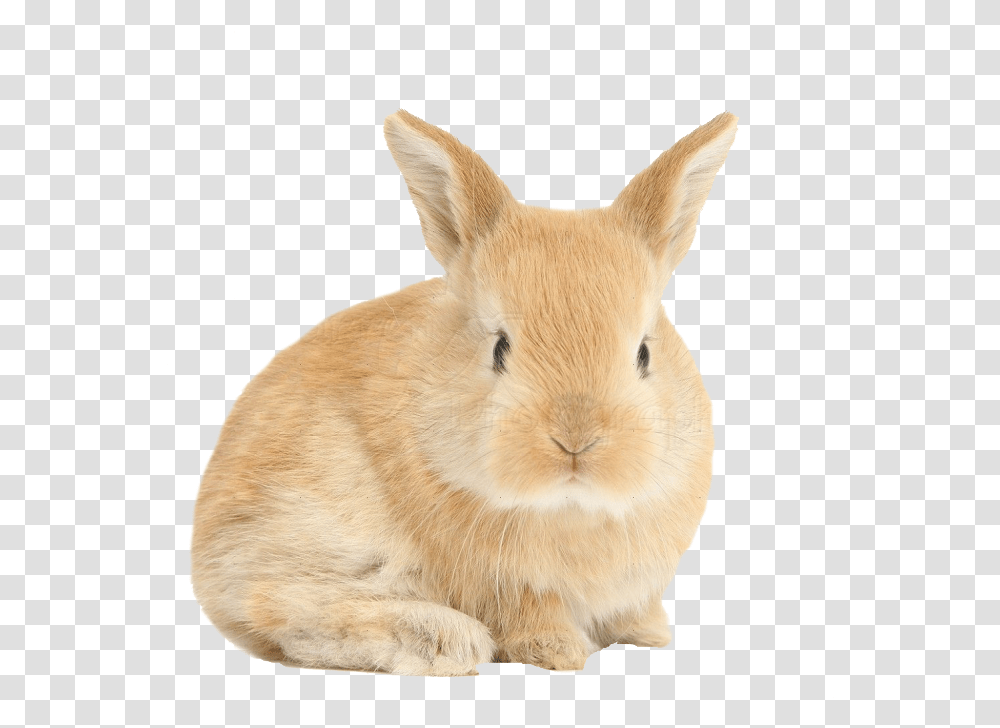 Download Hare Background Baby Bunny Background Rabbit, Rodent, Mammal, Animal, Pet Transparent Png