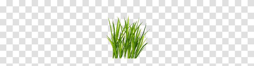 Download Hay Free Photo Images And Clipart Freepngimg, Plant, Grass, Lawn, Vegetation Transparent Png