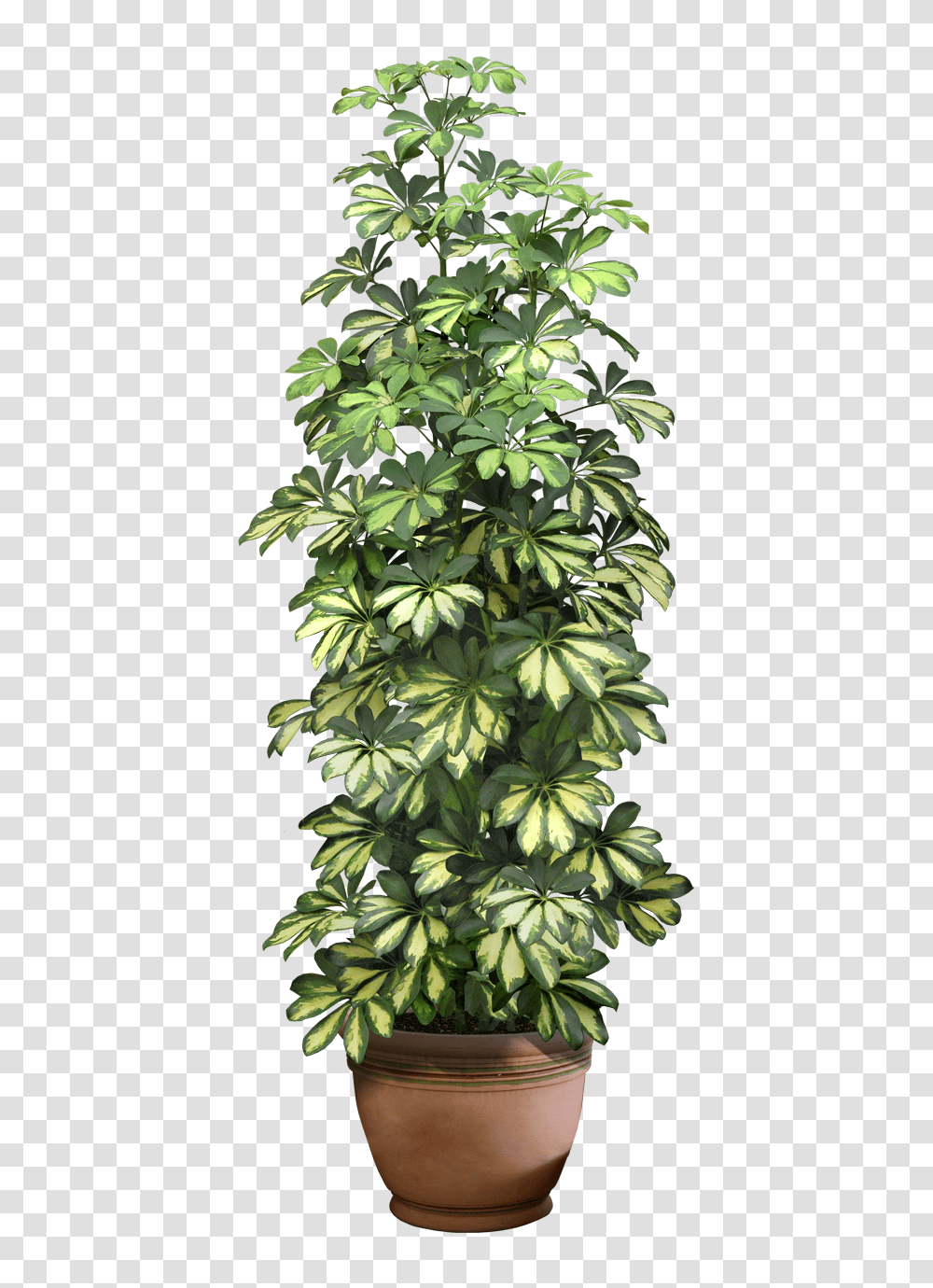 Download Hd 0 9ddb1 5c7a292c Xxl Pot Plant Format Flower Pot, Leaf, Tree, Blossom, Pineapple Transparent Png