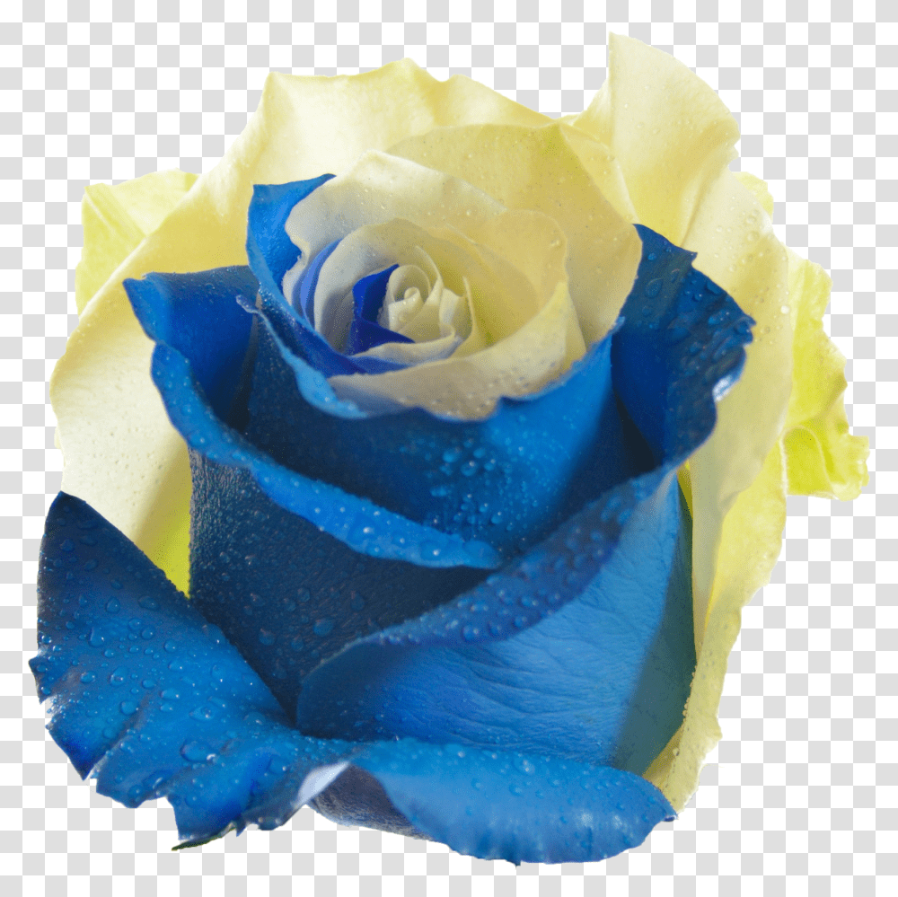 Download Hd 10 Sky Blue And Yellow Rose Flower Yellow And Sky Rose, Plant, Blossom, Petal Transparent Png