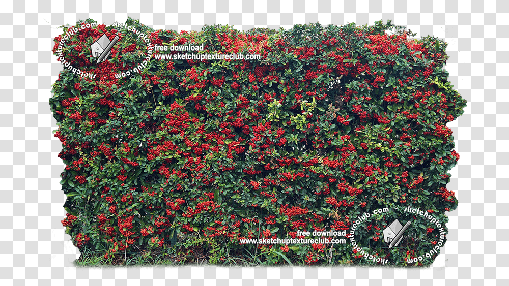 Download Hd 18708 Cut Out Autumnal Hedge Texture Begonia Hedge, Plant, Outdoors, Vegetation, Ivy Transparent Png
