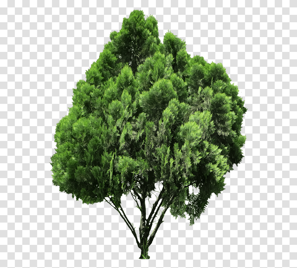 Download Hd 20 Free Tree Images Background High Resolution Background Tree, Bush, Vegetation, Plant, Woodland Transparent Png