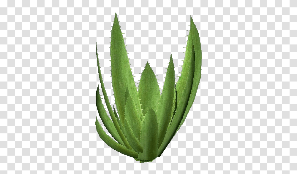 Download Hd 3d Flowers Aloe Vera Drawing 3d, Plant, Pineapple, Fruit, Food Transparent Png