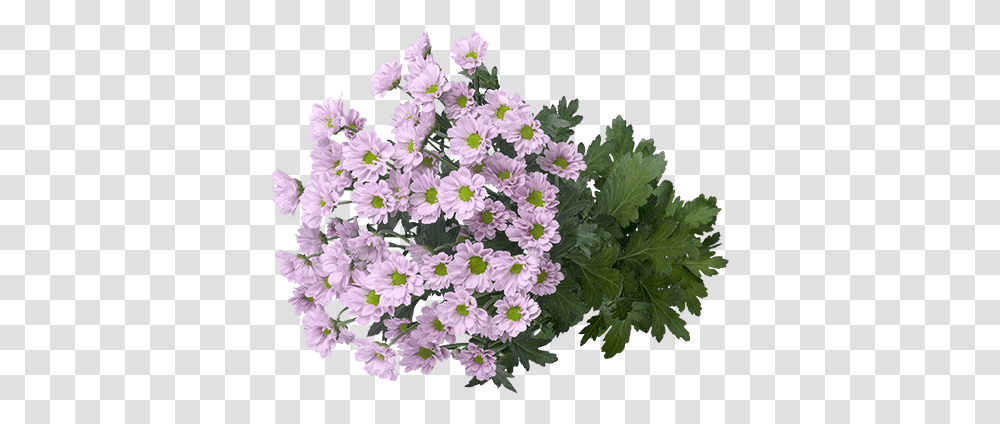 Download Hd A Colourful Explosion Of Small Flowers African African Daisy, Geranium, Plant, Blossom, Flower Bouquet Transparent Png