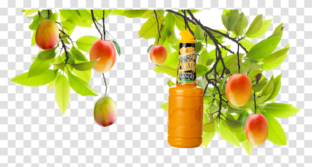 Download Hd A Mango Tree With Mixed Drinks Mixer Mango Tree, Plant, Fruit, Food, Produce Transparent Png