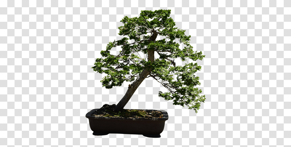Download Hd A Very Small Bonsai Tree Sageretia Theezans, Plant, Potted Plant, Vase, Jar Transparent Png