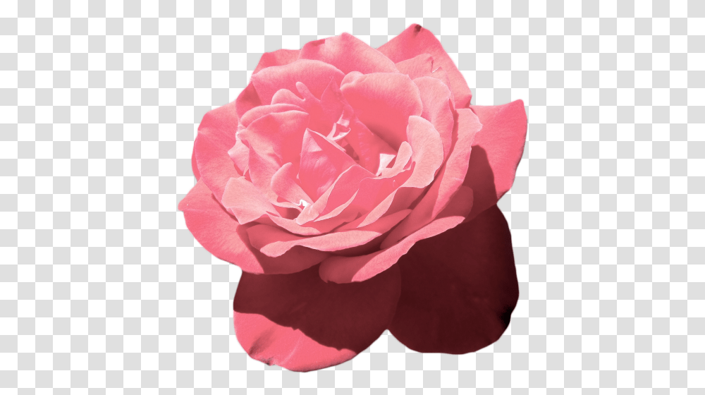 Download Hd Aesthetic Flower Aesthetic Pink Flowers, Rose, Plant, Blossom, Petal Transparent Png