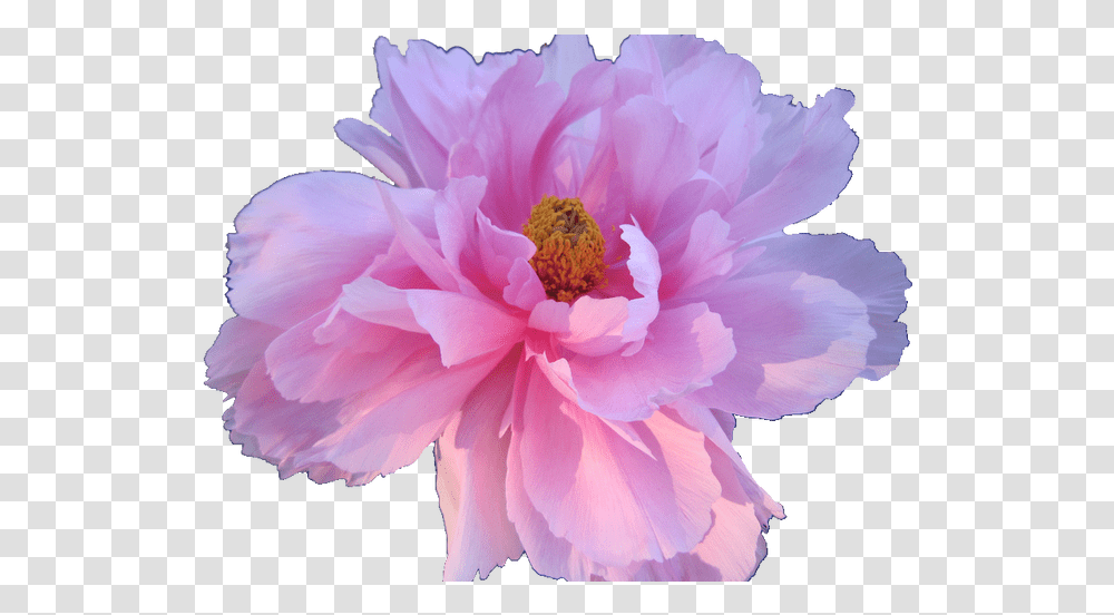 Download Hd Aesthetic White Flower Gardening Background Aesthetic Flowers, Peony, Plant, Blossom, Dahlia Transparent Png