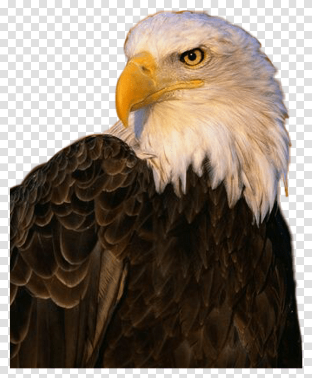 Download Hd Aguila Sticker Aguila, Eagle, Bird, Animal, Bald Eagle Transparent Png