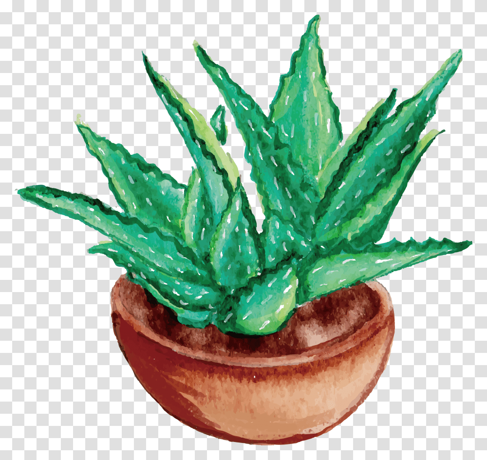Download Hd Aloe Vera Watercolor Painting Drawing Aloe Drawing Of Aloe Vera, Plant, Fungus Transparent Png