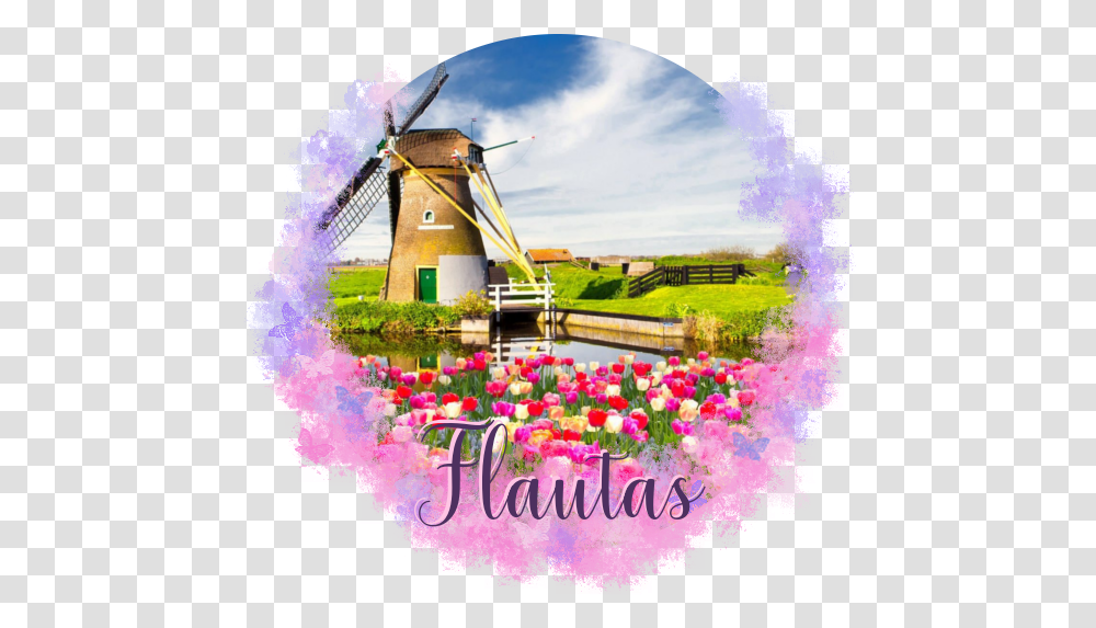 Download Hd Ancient Sanctaphandri Proverb Tulip Windmill Field Of Flowers With Windmill, Advertisement, Poster, Engine, Motor Transparent Png