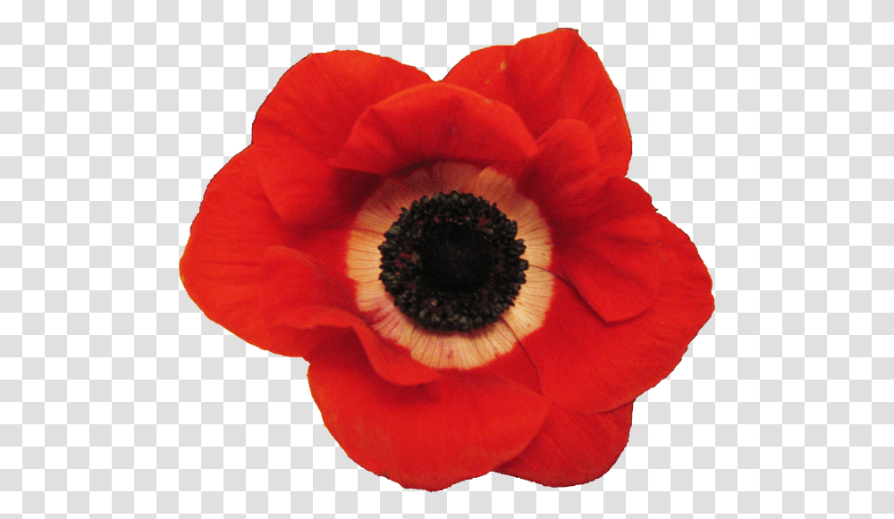Download Hd Anemone Lest We Forget Anzac Day 2020, Plant, Flower, Blossom, Poppy Transparent Png