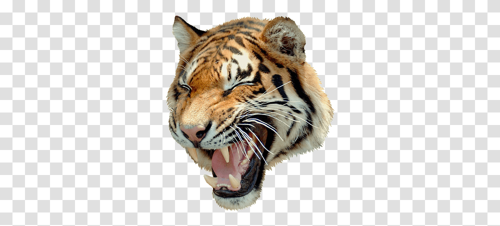 Download Hd Angry Tiger Uncle Grandpa Tiger Angry Angry Tiger Images, Wildlife, Mammal, Animal Transparent Png