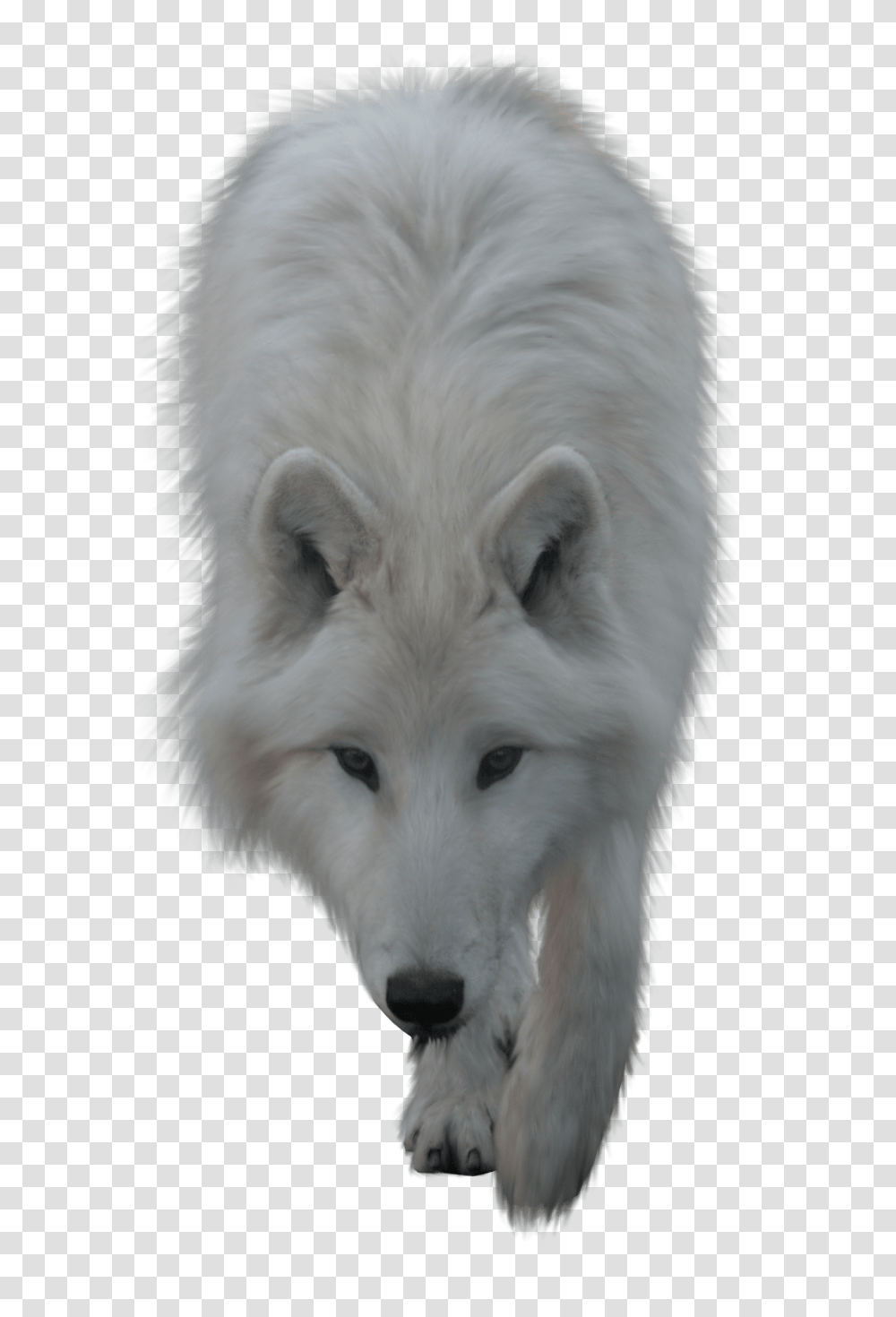 Download Hd Animals Wolves Wolf White Wolf Background, Dog, Pet, Canine, Mammal Transparent Png