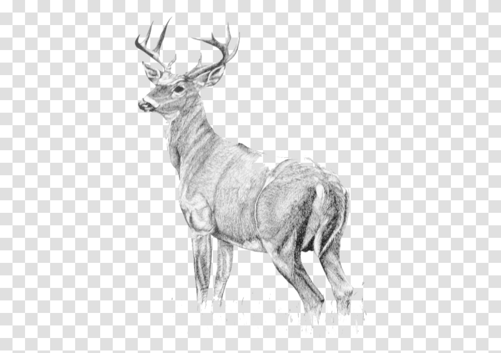 Download Hd Antelope Drawing Watercolor Full Body Stag White Tail Deer Drawing, Mammal, Animal, Wildlife, Impala Transparent Png