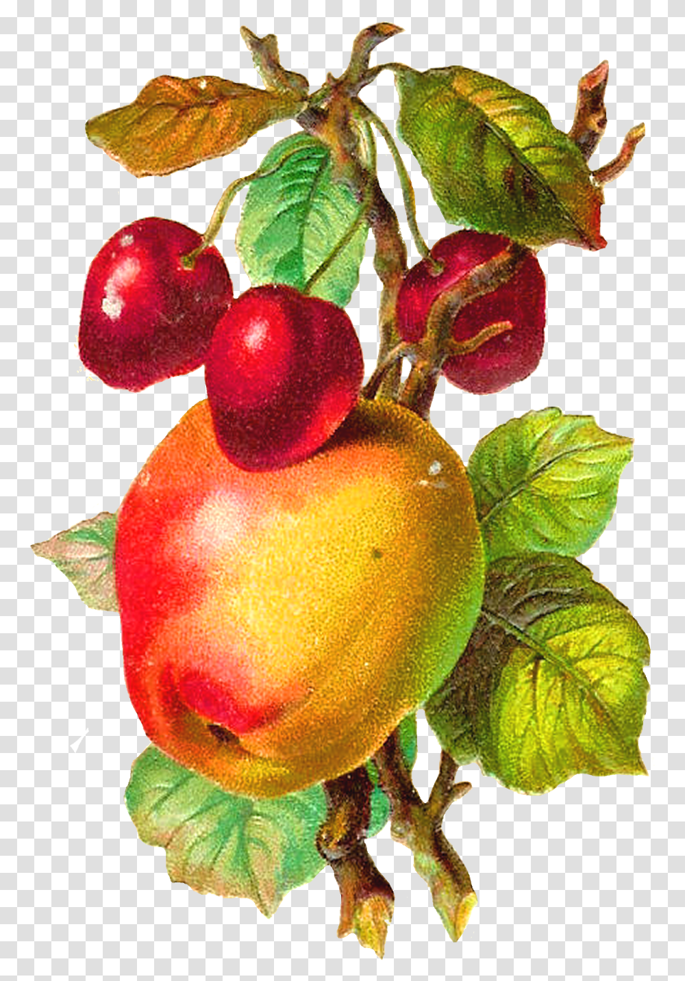 Download Hd Antique Apple Clipart Vintage Apple, Plant, Fruit, Food, Produce Transparent Png