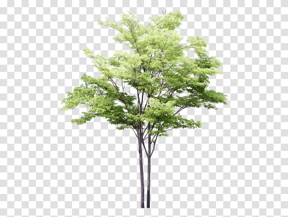 Download Hd Arbres 3d Trees For Photoshop, Plant, Potted Plant, Vase, Jar Transparent Png