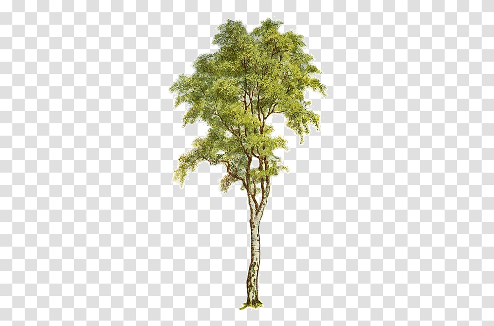 Download Hd Arbretubespng Silver Birch Tree Clipart Silver Birch Tree Cliparrt, Plant, Conifer, Cross, Symbol Transparent Png