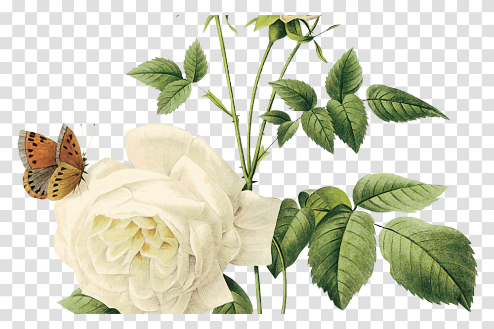 Download Hd Arrow White Left Background Background White Flower, Plant, Blossom, Rose, Acanthaceae Transparent Png