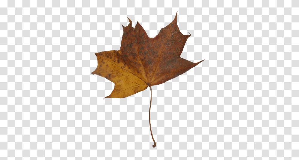 Download Hd Autumn Maple Leaves Maple Lovely, Leaf, Plant, Tree, Maple Leaf Transparent Png
