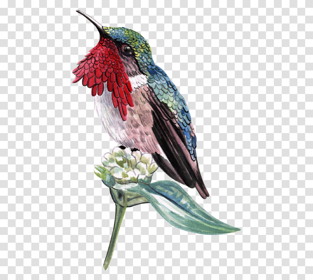 Download Hd Aves Parrot, Bird, Animal, Flower, Plant Transparent Png