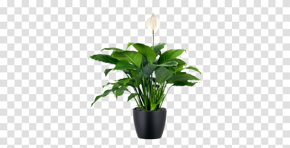 Download Hd Awesome Lowlight Indoor Plant Japanese Peace Japanese Bird Nest Fern, Flower, Blossom, Palm Tree, Arecaceae Transparent Png