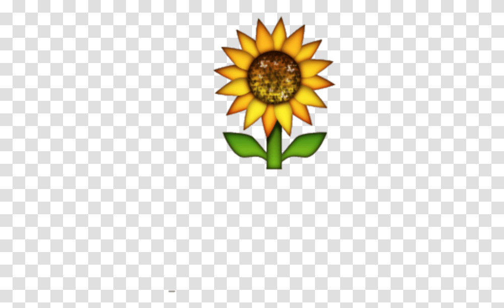 Download Hd Background Sunflower Emoji Sunflower Emoji Background, Plant, Treasure Flower, Blossom, Daisy Transparent Png