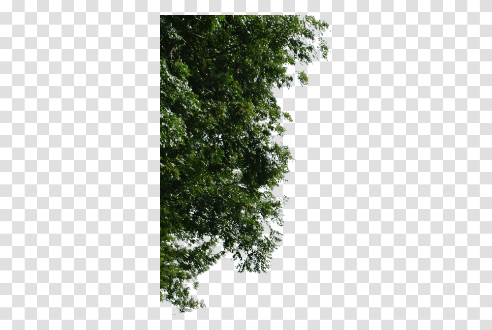 Download Hd Background • Principal Asa Textura Photoshop Tree Background, Plant, Outdoors, Fir, Vegetation Transparent Png