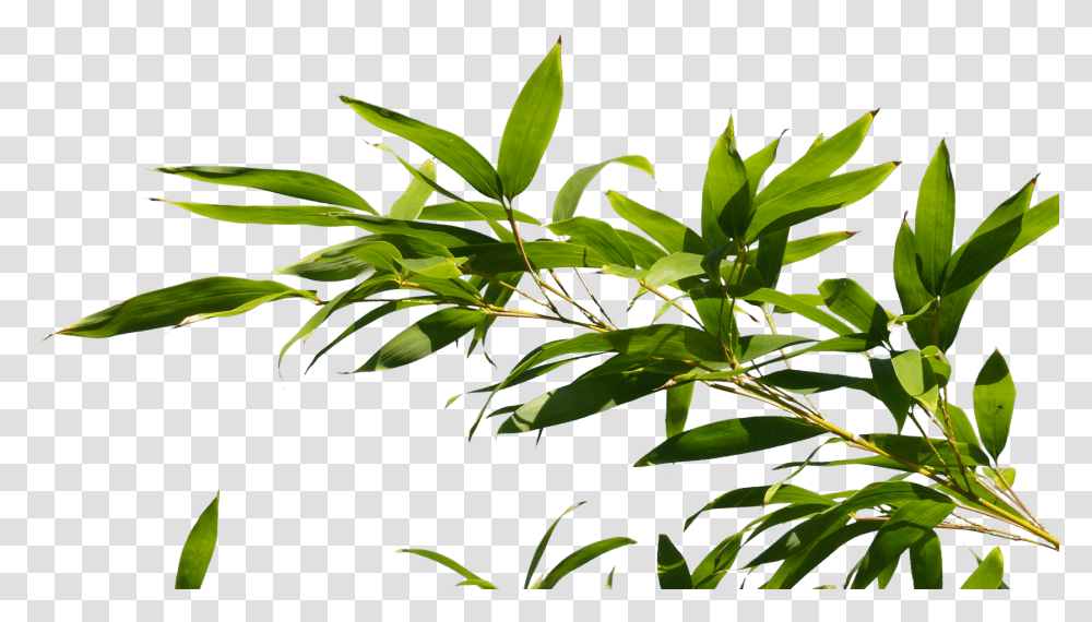 Download Hd Bamboo Tree Branch Image Top View Bamboo Trees, Leaf, Plant, Hemp, Flower Transparent Png