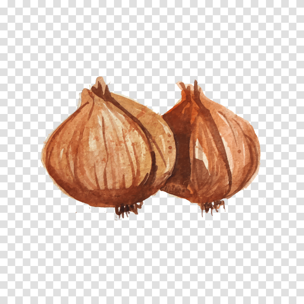 Download Hd Banner Freeuse Onion Vector Draw Watercolor Onion, Plant, Vegetable, Food, Nut Transparent Png