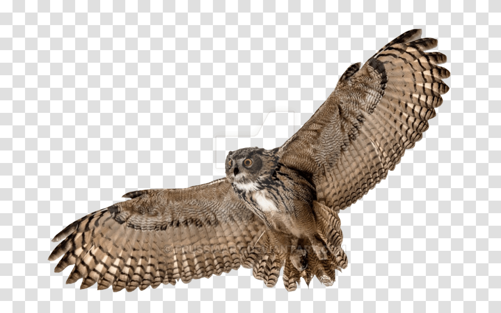 Download Hd Barn Owl Picture Flying Owl Background, Lizard, Reptile, Animal, Accipiter Transparent Png