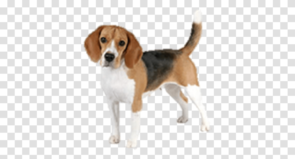 Download Hd Beagle Clipart Background Beagle Beagle With Background, Hound, Dog, Pet, Canine Transparent Png