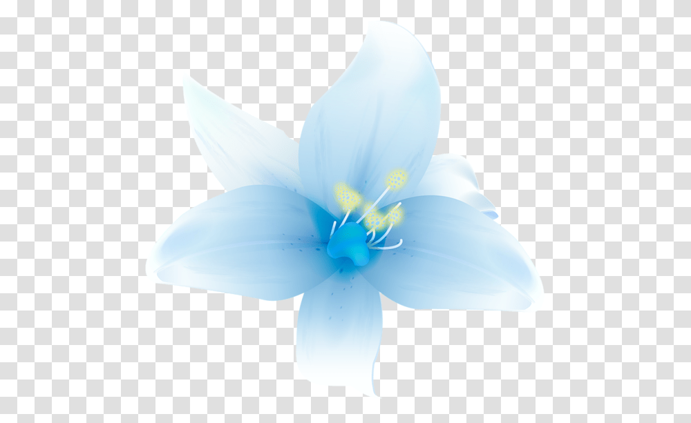 Download Hd Beautiful Flowers By Hanabell1 White Blue White Beautiful Flowers, Plant, Lily, Blossom, Person Transparent Png