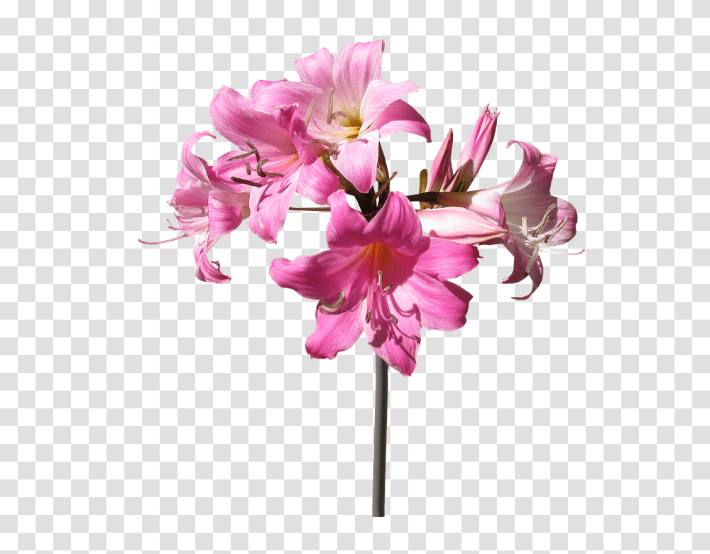 Download Hd Belladonna Lily Flower Stem Summer Stem Flower With Stem, Plant, Blossom, Amaryllis, Amaryllidaceae Transparent Png