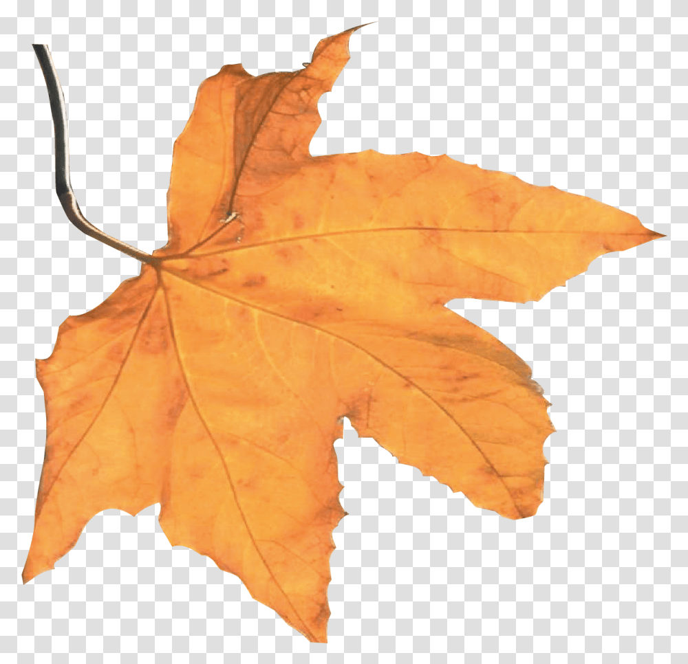 Download Hd Best Autumn Harvest Leaf Harvest Autumn Portable Network Graphics, Plant, Tree, Maple, Maple Leaf Transparent Png