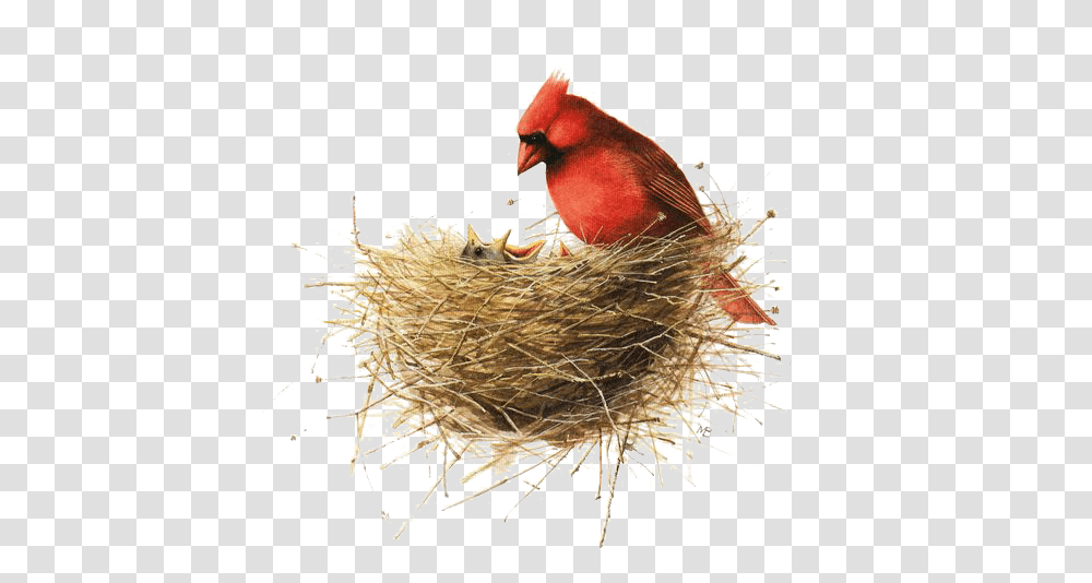 Download Hd Bird Painting Drawing Illustration Bird Nest Happy Mothers Day Marjolein Bastin, Cardinal, Animal Transparent Png