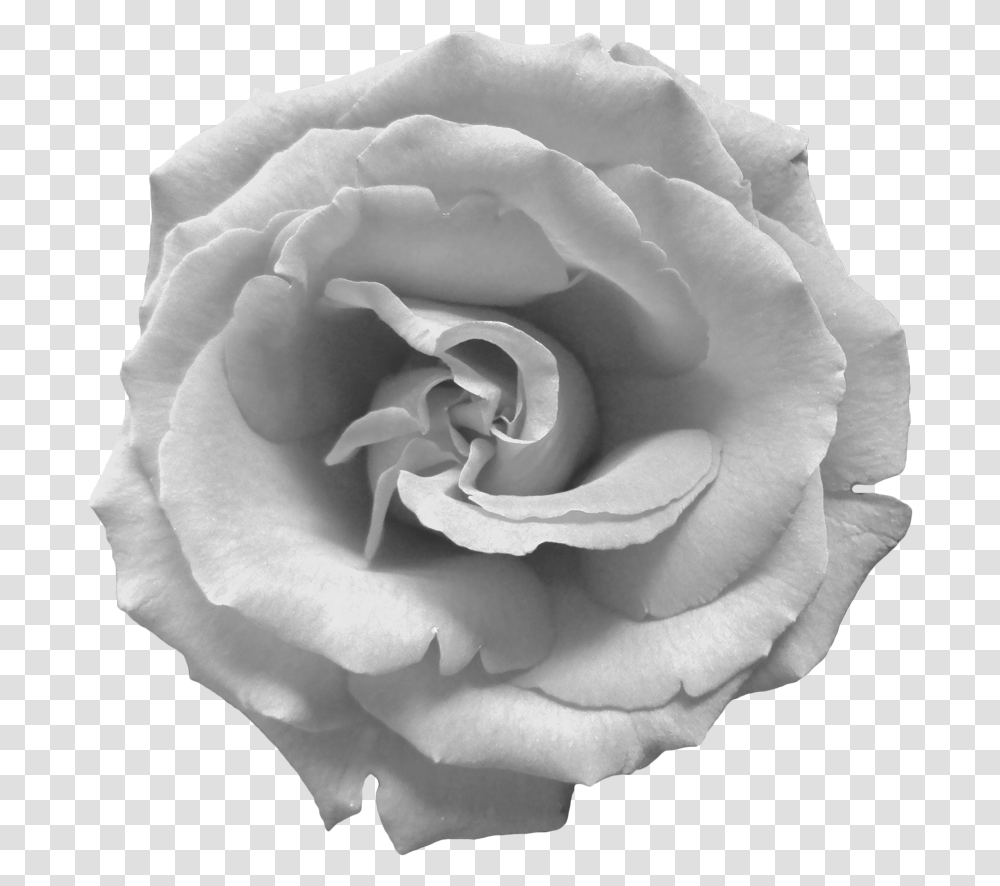 Download Hd Black And White Rose White Rose, Flower, Plant, Blossom Transparent Png
