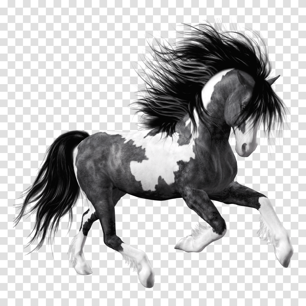 Download Hd Black Horse Black And White Horse, Mammal, Animal, Stallion, Andalusian Horse Transparent Png