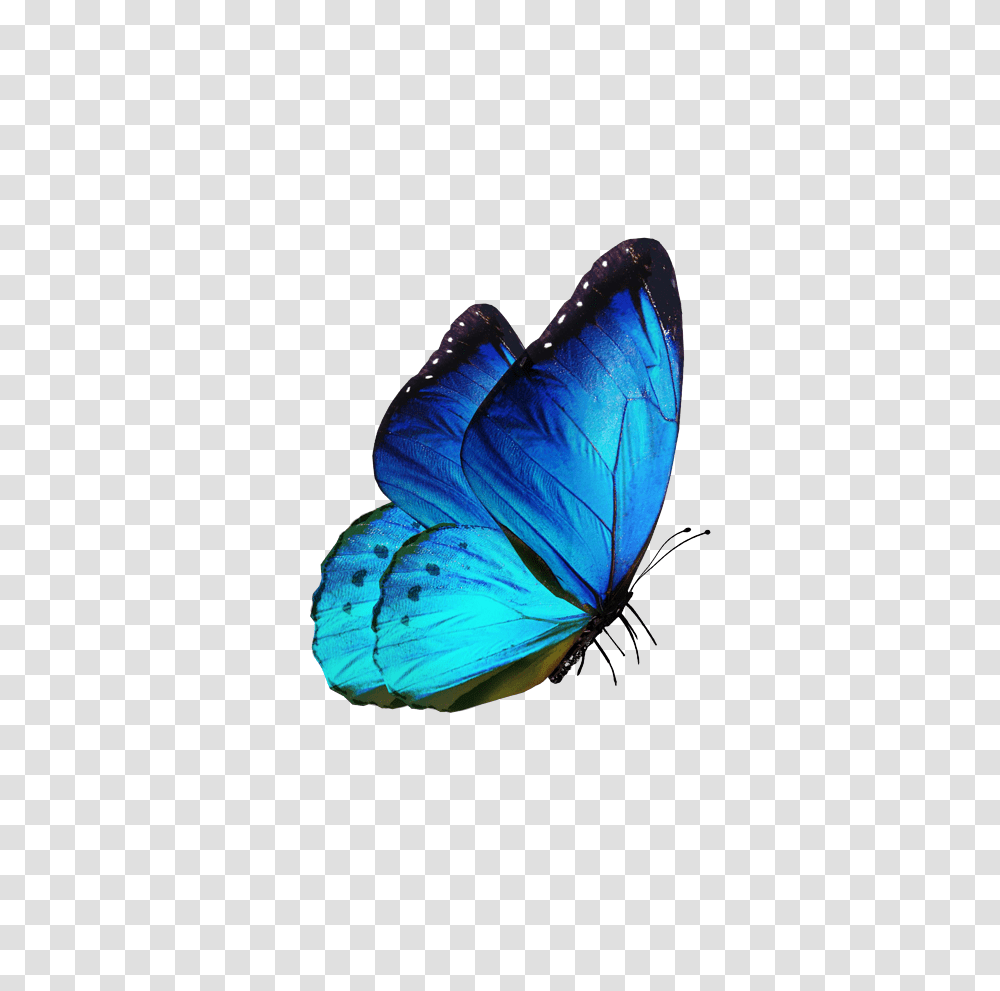 Download Hd Blue Butterfly Flying Blue Butterfly, Insect, Invertebrate, Animal, Monarch Transparent Png