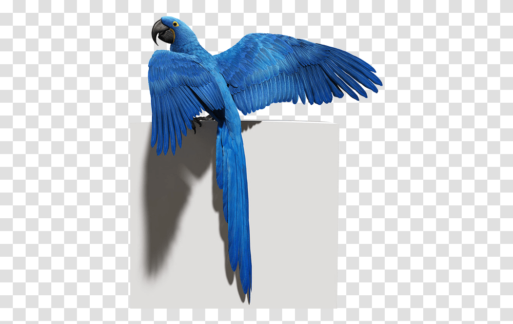 Download Hd Blue Parrot Photo Blue Bird Flying, Animal, Jay, Bee Eater, Blue Jay Transparent Png