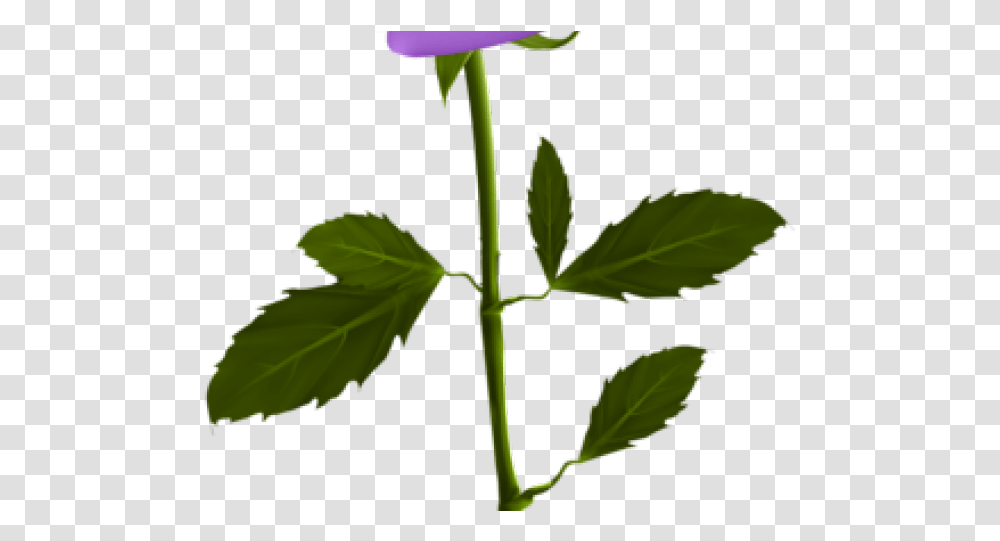 Download Hd Blue Rose Clipart Rose Good Flower Stem, Plant, Blossom, Leaf, Acanthaceae Transparent Png