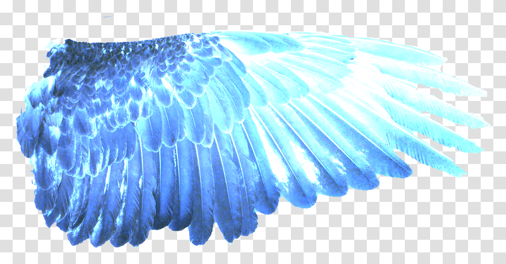 Download Hd Blue Wings Eagle Image Blue Wings, Bird, Animal Transparent Png