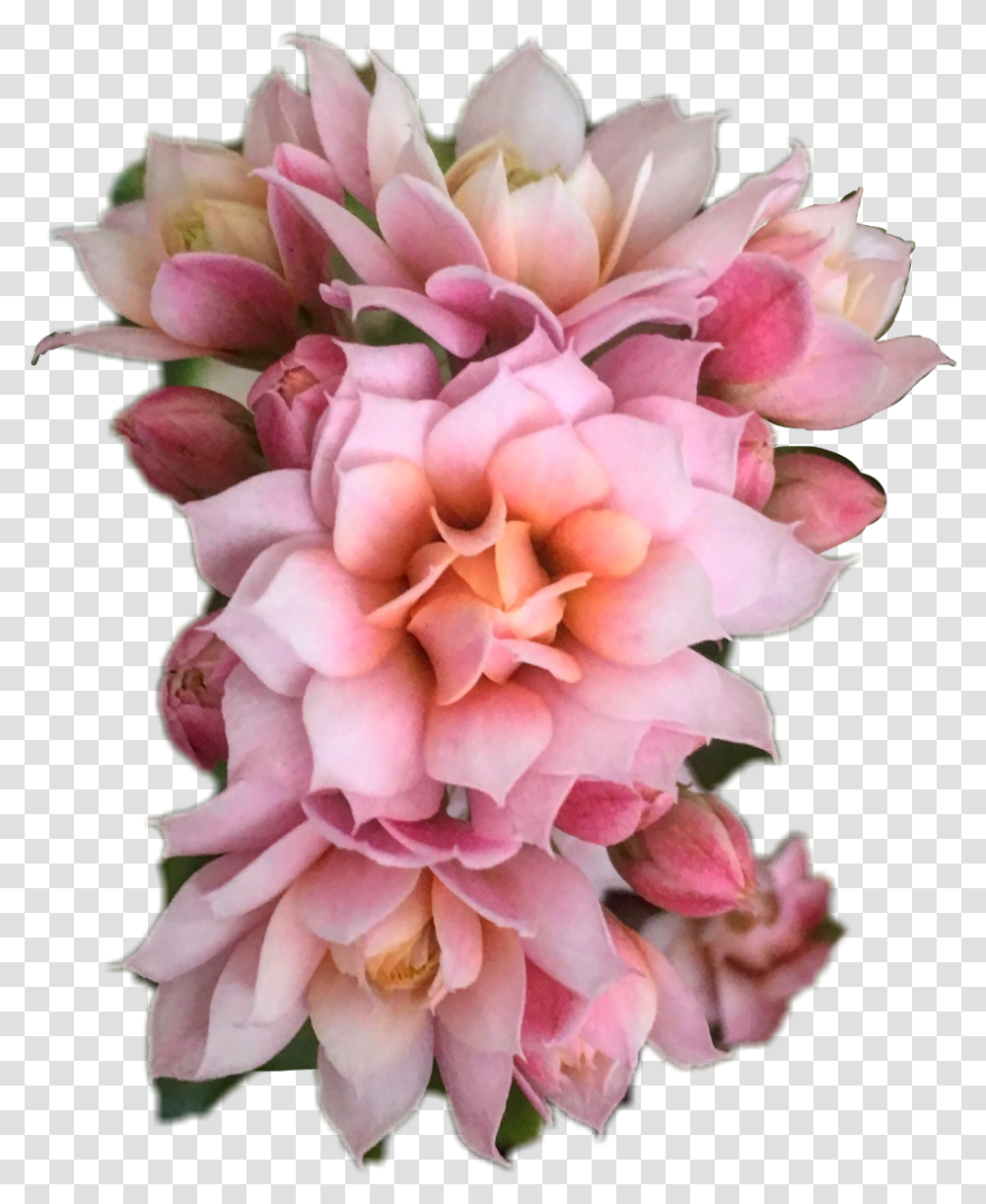 Download Hd Bouquet Flowers Overlay Flower Flower Overlays For Edits, Plant, Blossom, Flower Bouquet, Flower Arrangement Transparent Png
