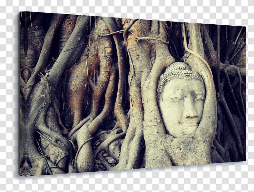 Download Hd Buddha Tree Root Canvas Amp Glass Wall Art Ayutthaya Historical Park, Worship, Plant, Head,  Transparent Png