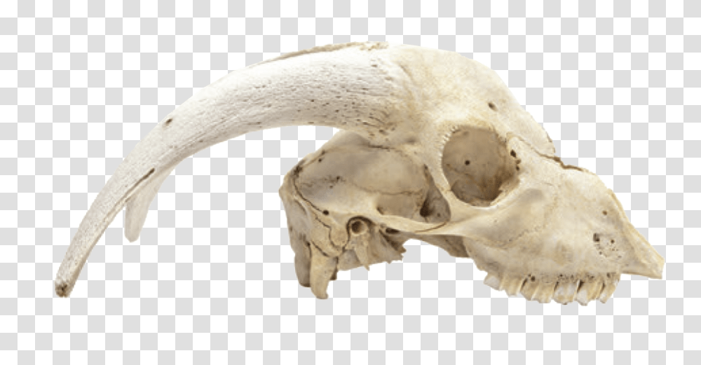 Download Hd Cabinet Of Curiosities Dead Animal Skulls Animal Skull, Bird, Jaw, Fossil, Skeleton Transparent Png