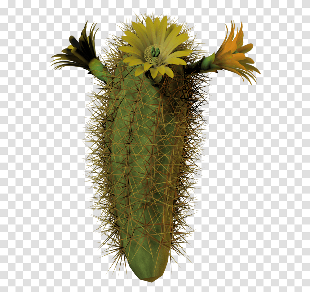 Download Hd Cactus Flower Tall By Equi Cactus Blooms With Cactus With Flower Background, Plant, Pineapple, Fruit, Food Transparent Png