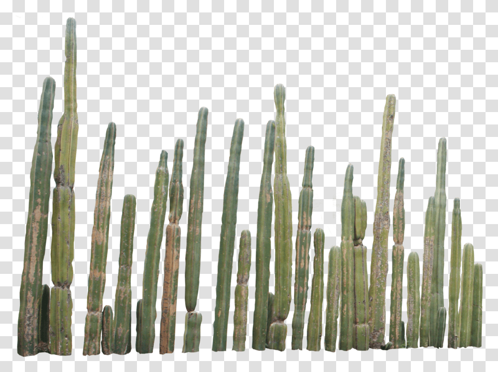 Download Hd Cactus Plants Cactus Transparent Png