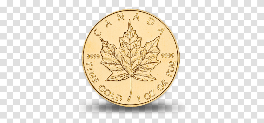 Download Hd Canadian Gold Maple Canadian Gold Maple Leaf, Plant, Tree Transparent Png