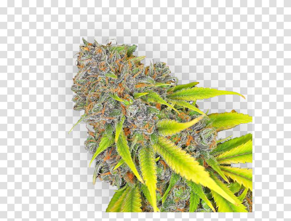 Download Hd Cannabis Bud Cannabis Image Flower, Plant, Weed, Hemp, Vegetation Transparent Png
